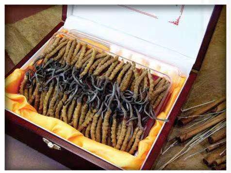 文教镇冬虫夏草回收